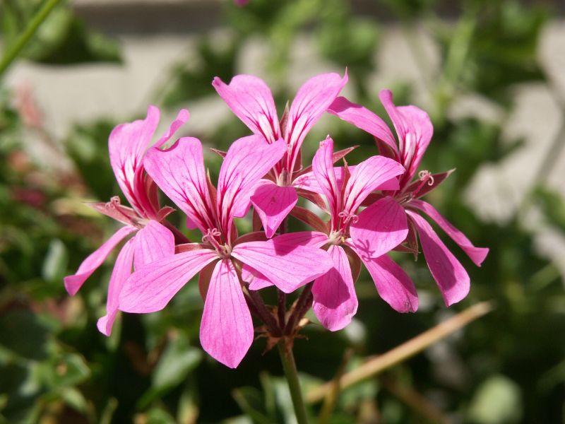fiori
