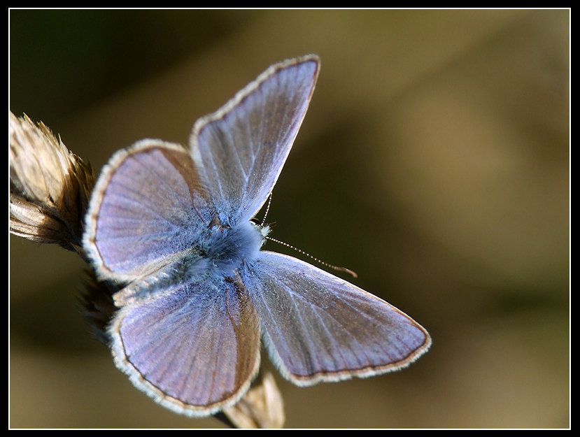 Licenide in blu