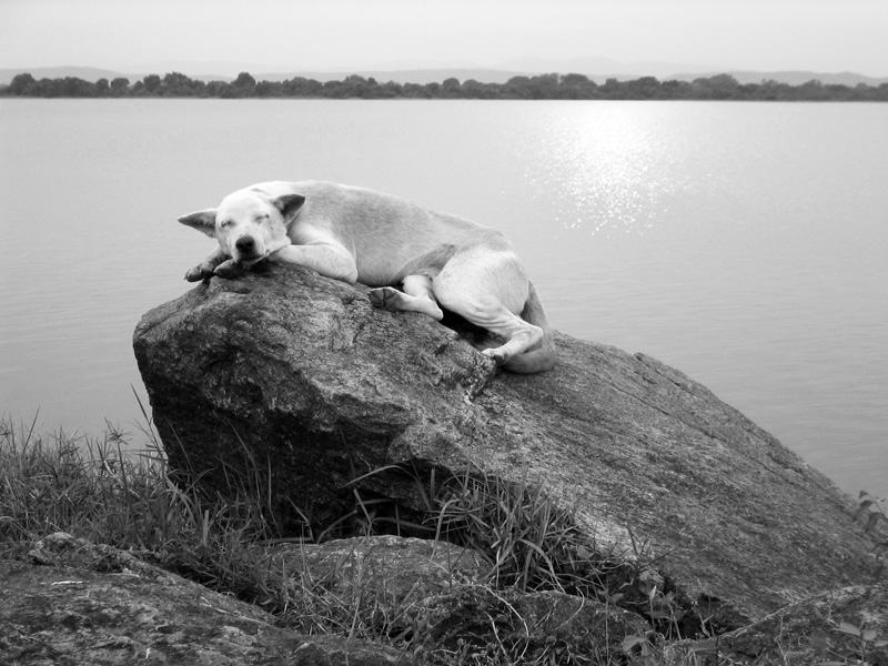 ho sonno!