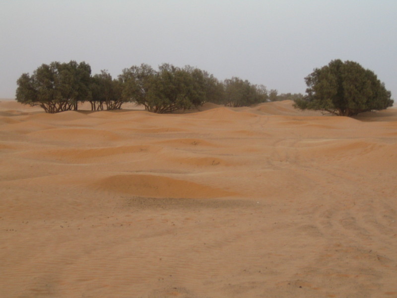 Oasi nel deserto