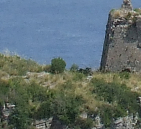 Crop2