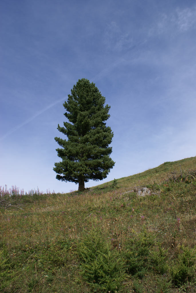 solitario