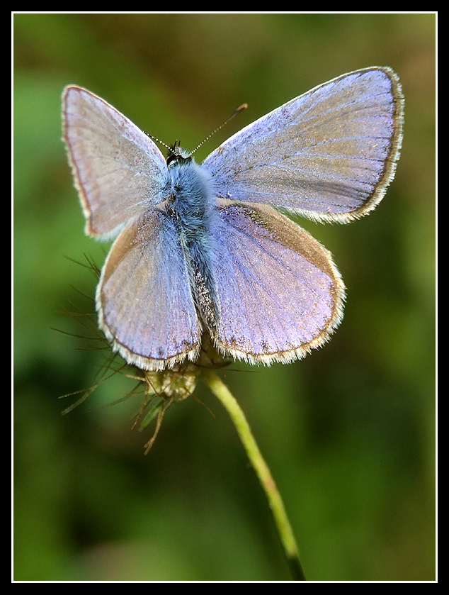 Licenide in blu