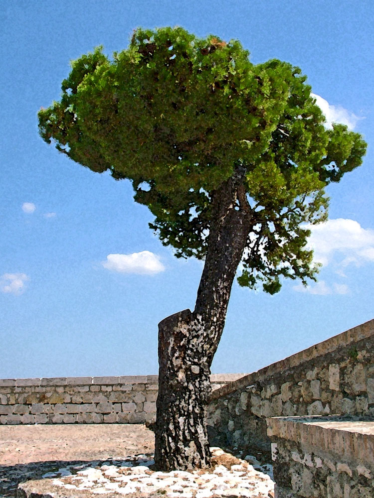 albero solitario
