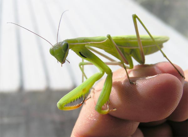 Mantide religiosa