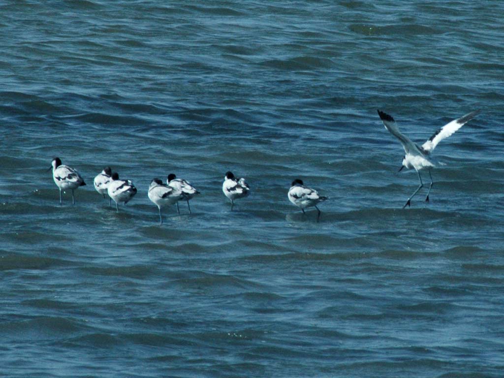 Avocetta
