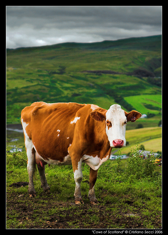 Cows of Scotland