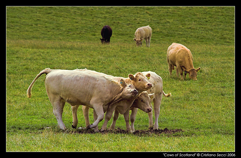 Cows of Scotland