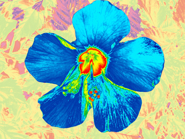fiore colorato