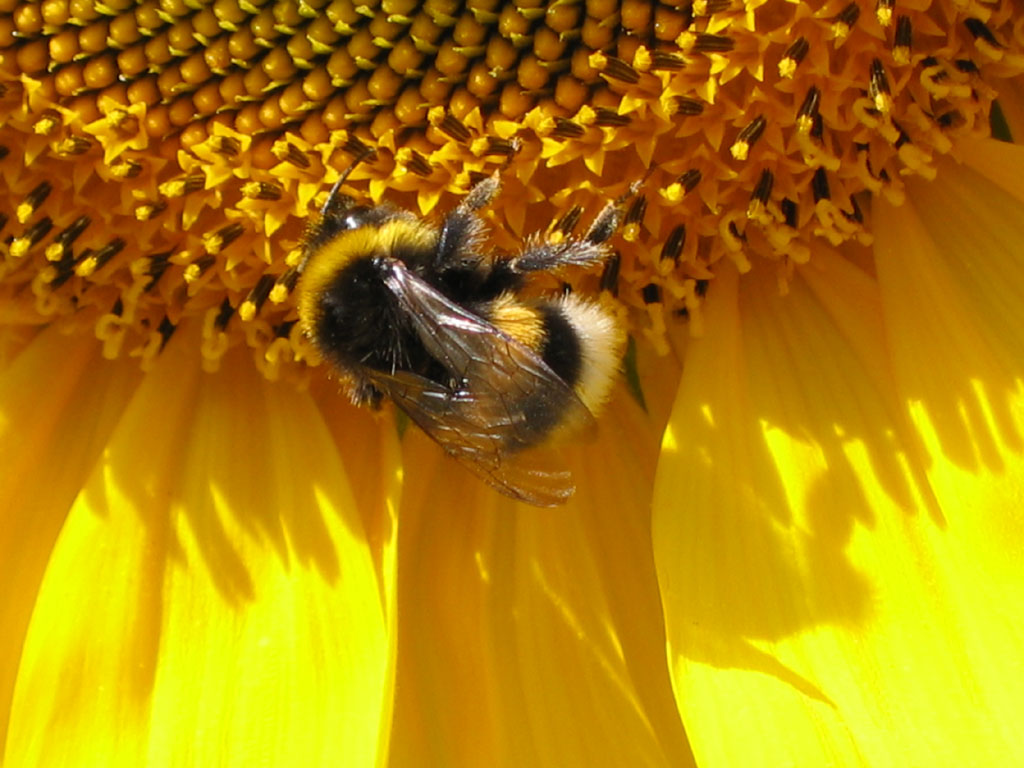 Girasole