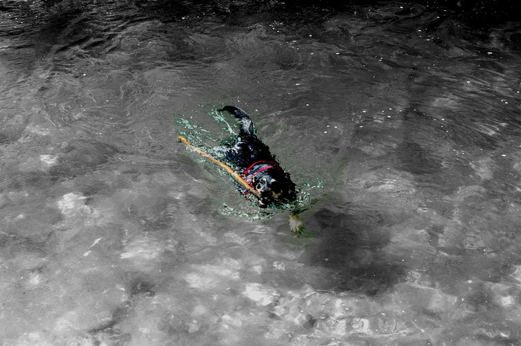 Il mio Cane