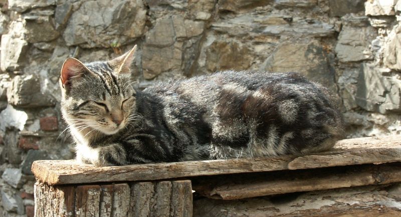 Vita da cani !!!