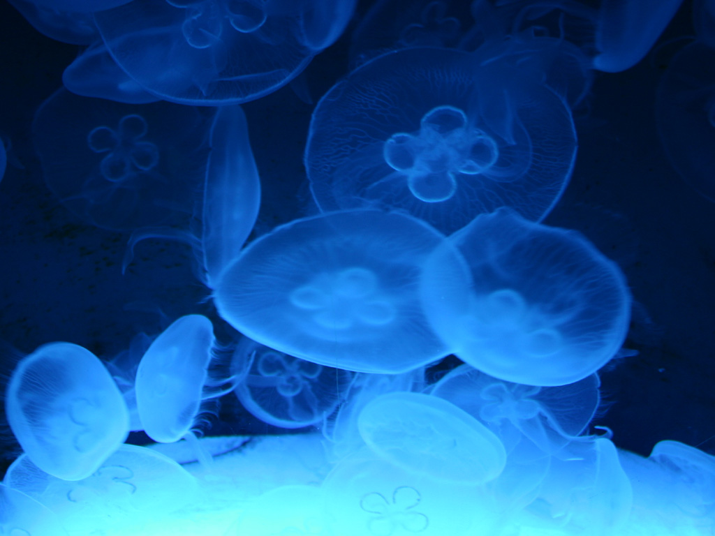 Medusa blu