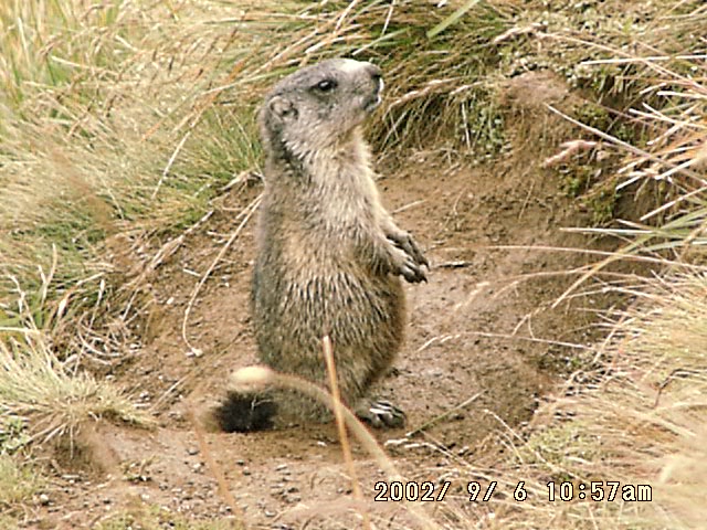 marmotta