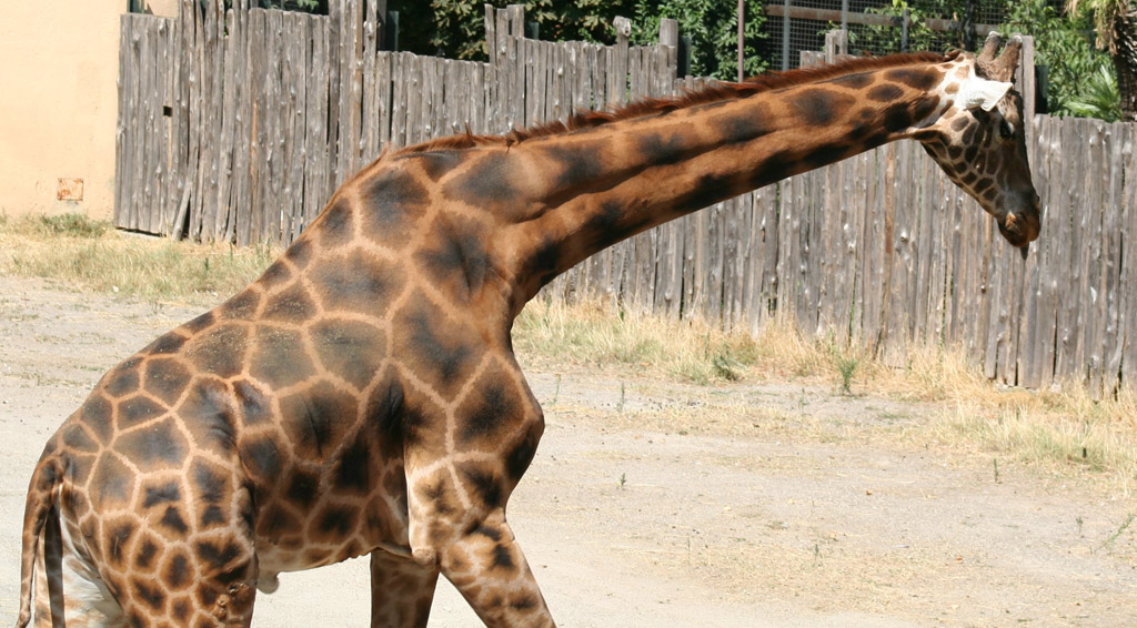 giraffa