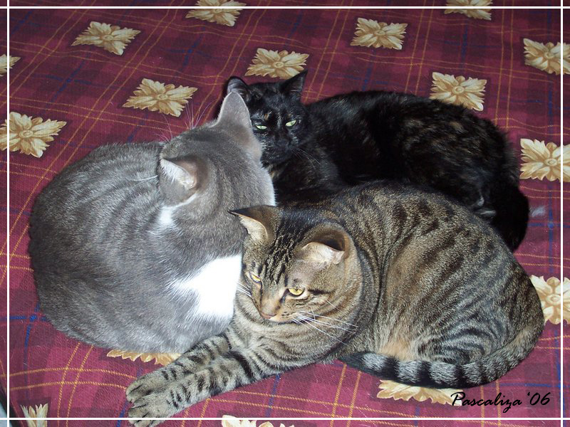 Trio felino