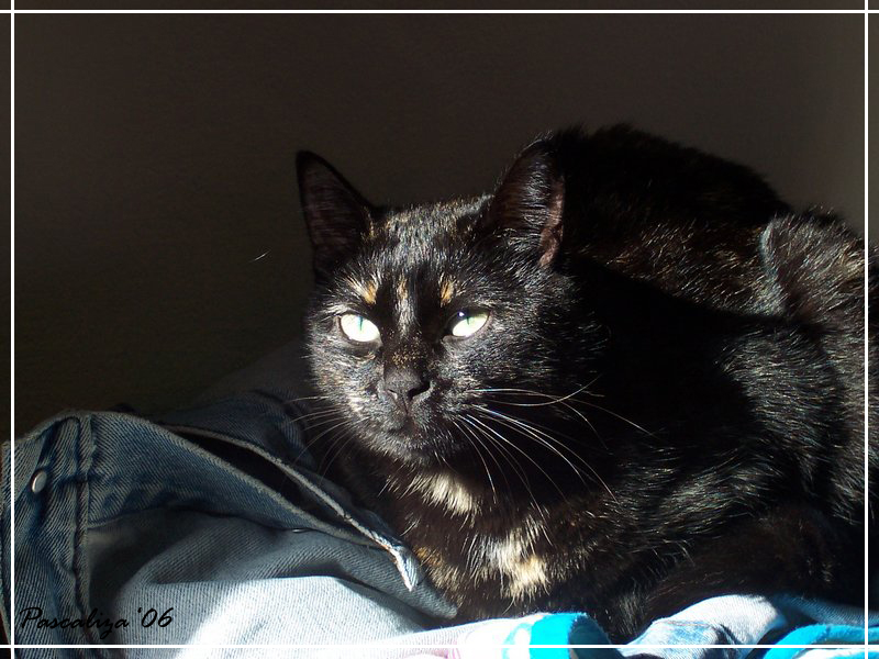 Nikita in ombra
