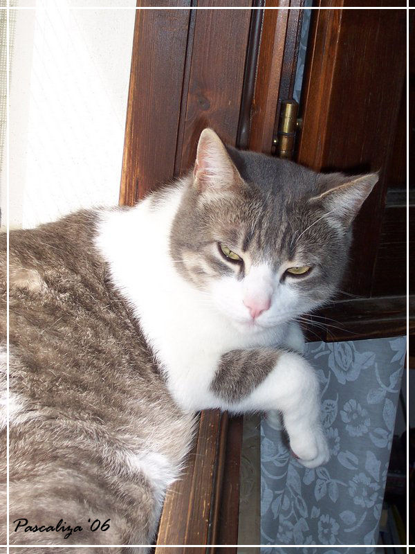 Bruce #3