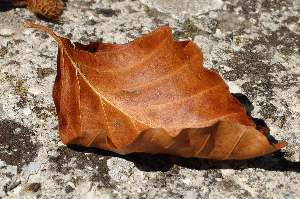 Autunno
