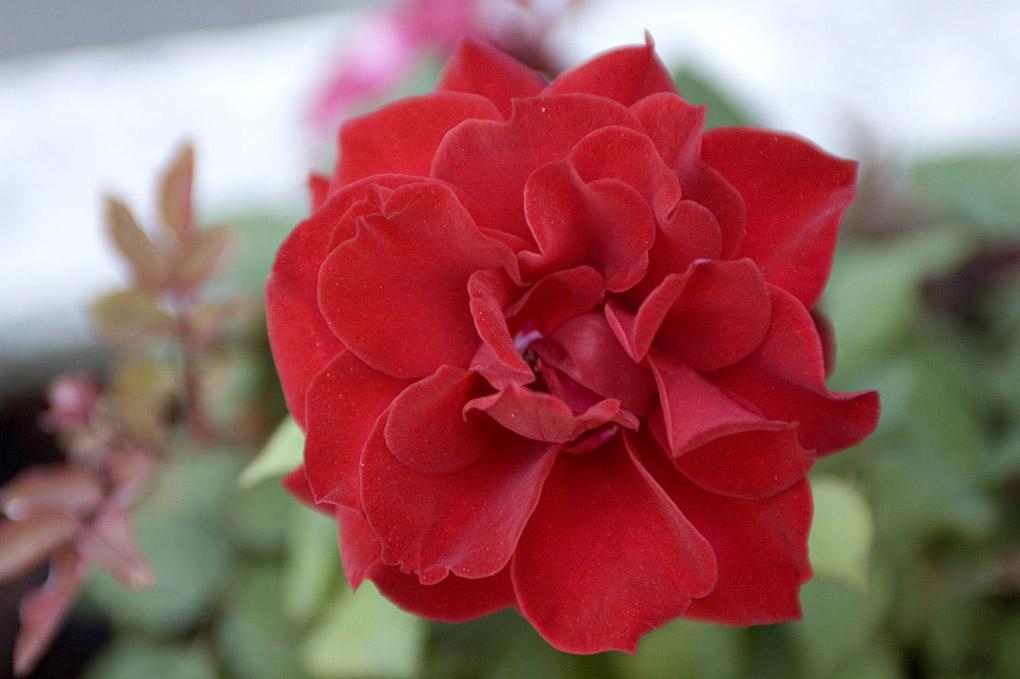 Rosa rossa