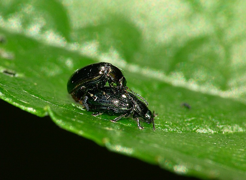 Verdi amori