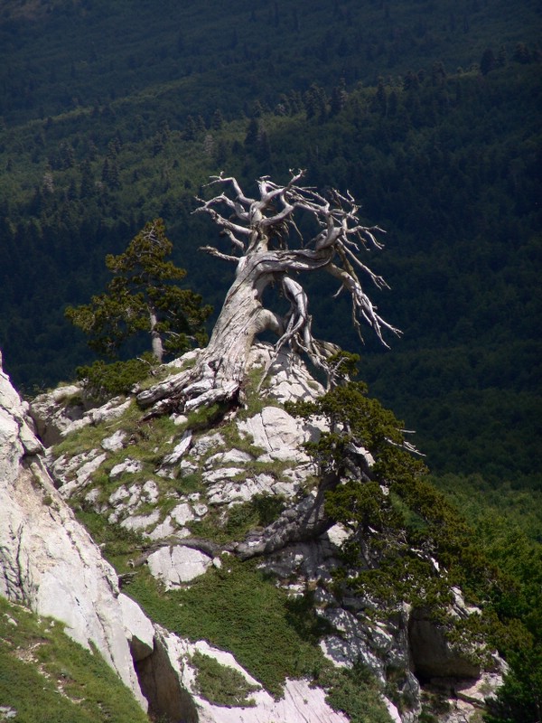 Il vecchio saggio sulla montagna