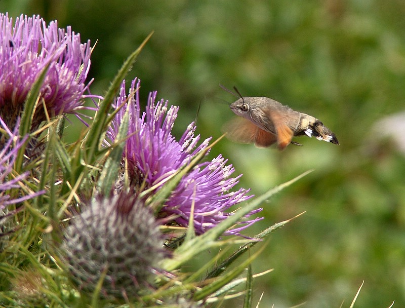 Insetto colibr (Macroglossa Stellatarum)