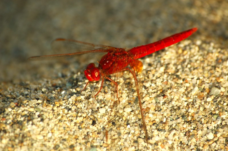 Libellula2