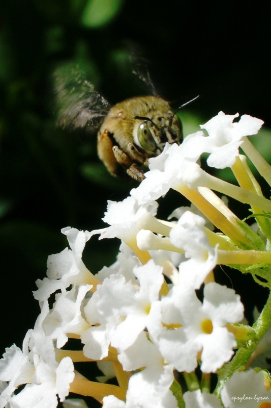 In volo 2