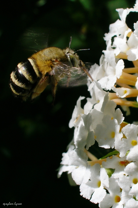 In volo 3