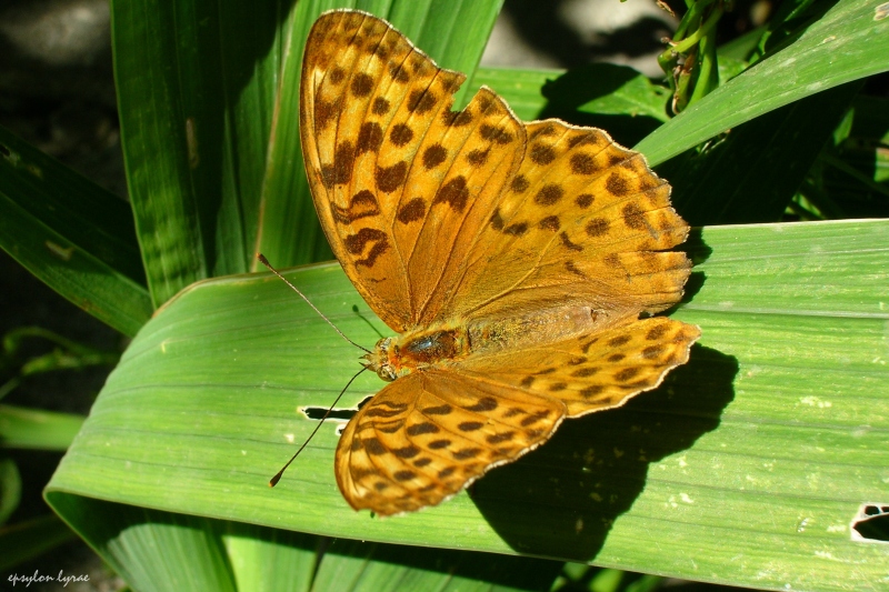 Arancio