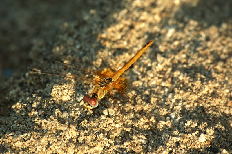 Libellula4