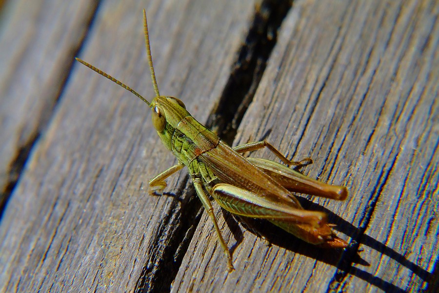 una cavalletta