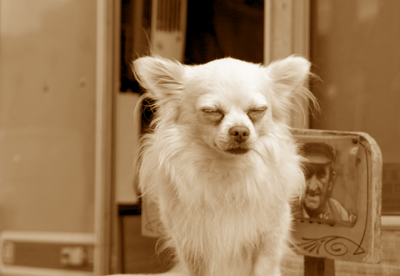 canino