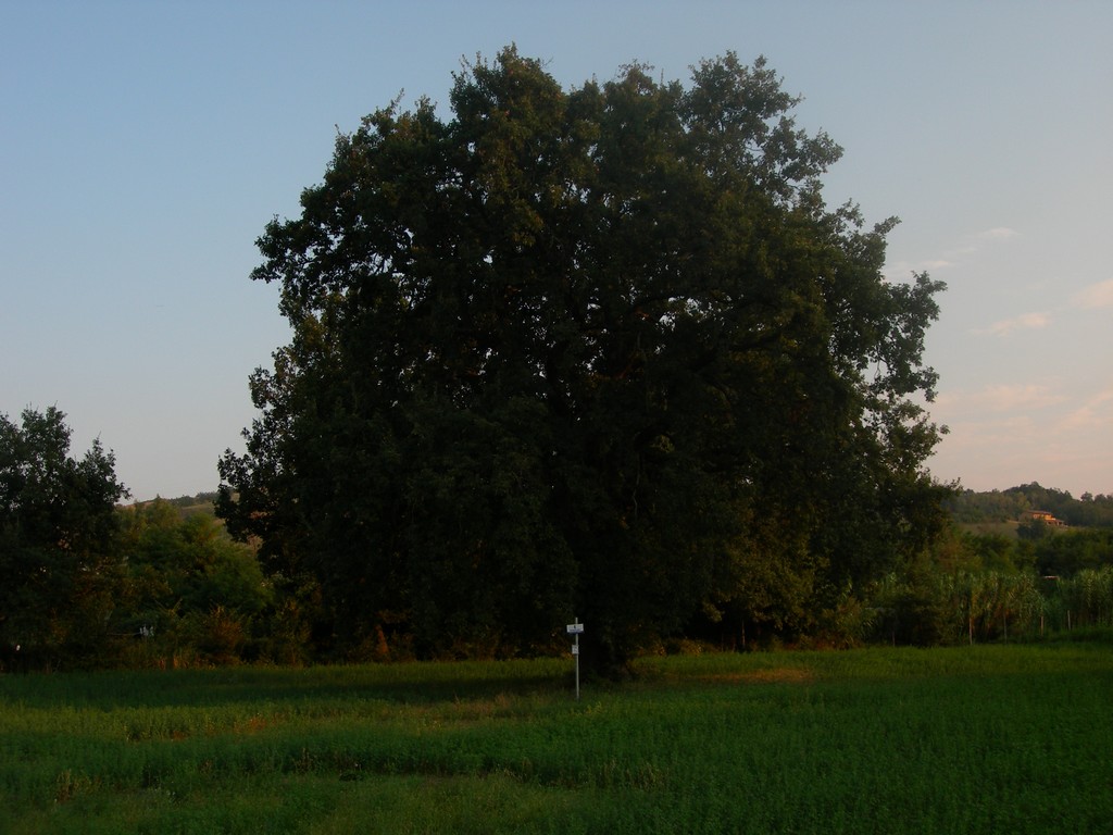 quercia