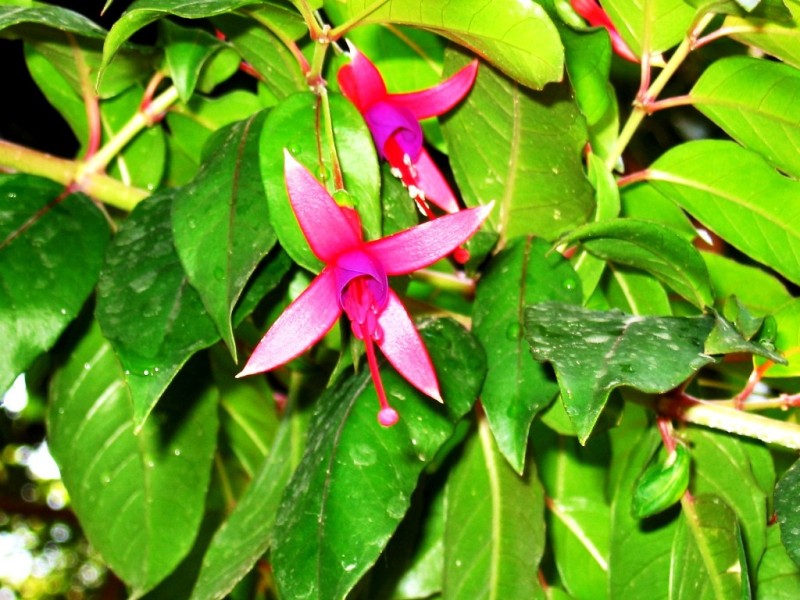 fucsia