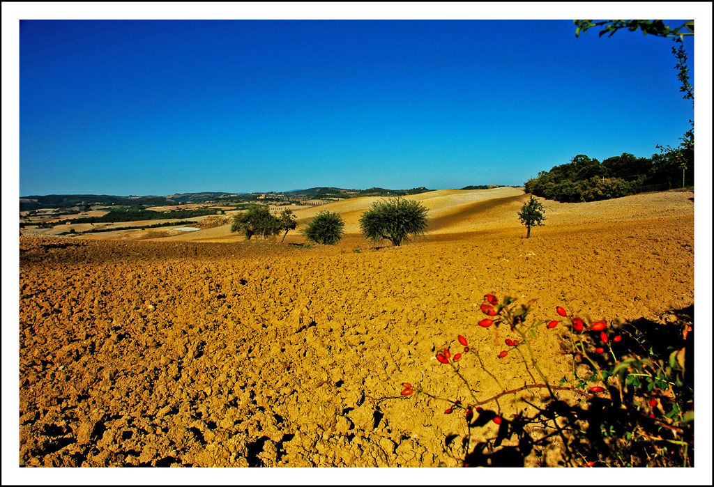 CVal D'Orcia 2006 __