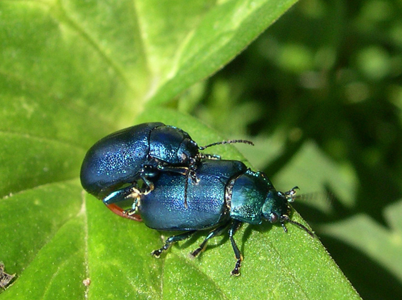 Wild Sex