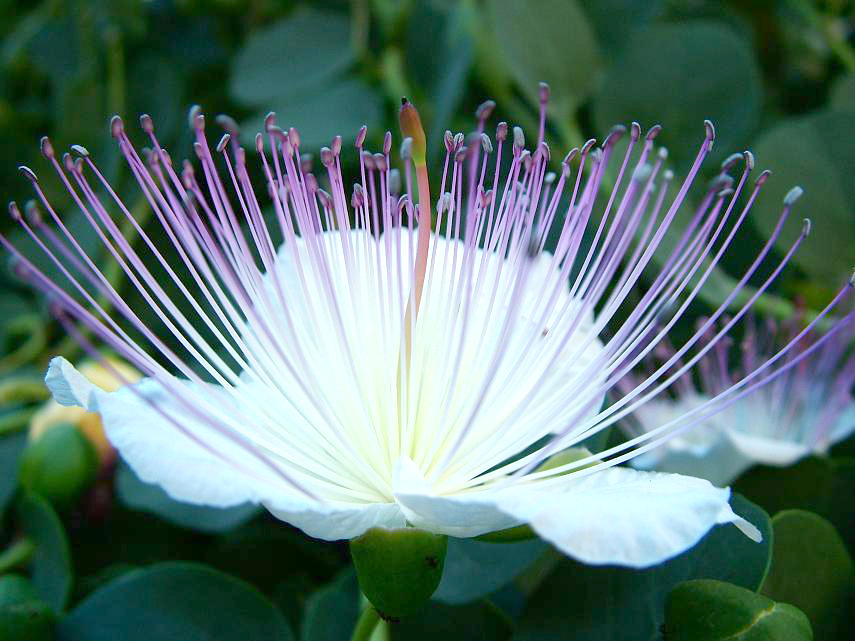 Prima foto macro
