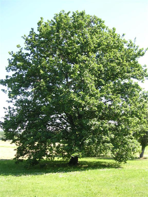 Campagna piemontese