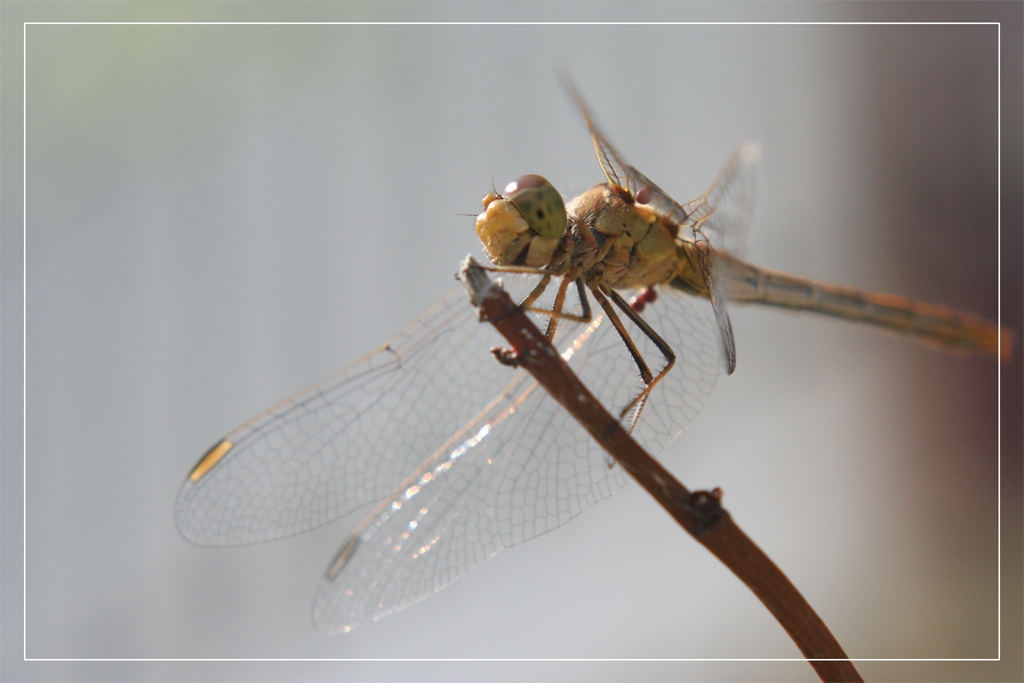 dragonfly#2