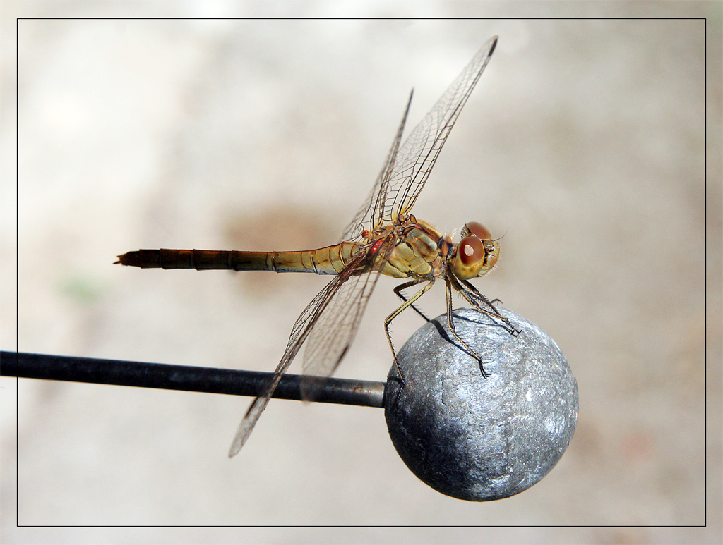 dragonfly#4