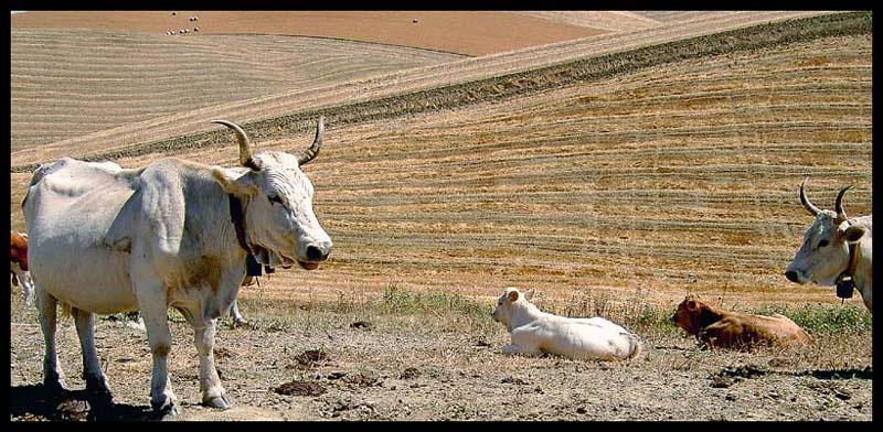 Paesaggio bucolico (autore Felipe)