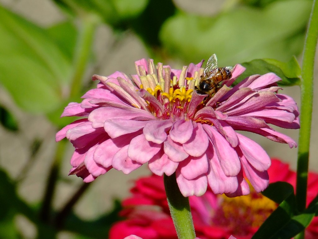 Macro fiore