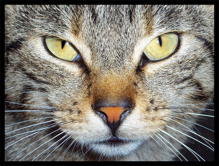 cat's eyes#1