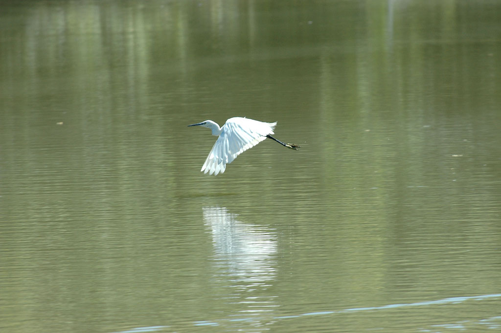 Garzetta in volo