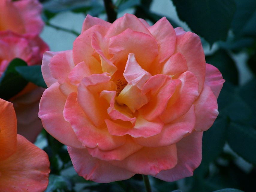 Rosa