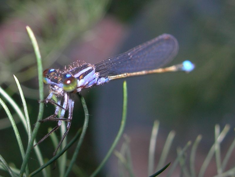 Prima