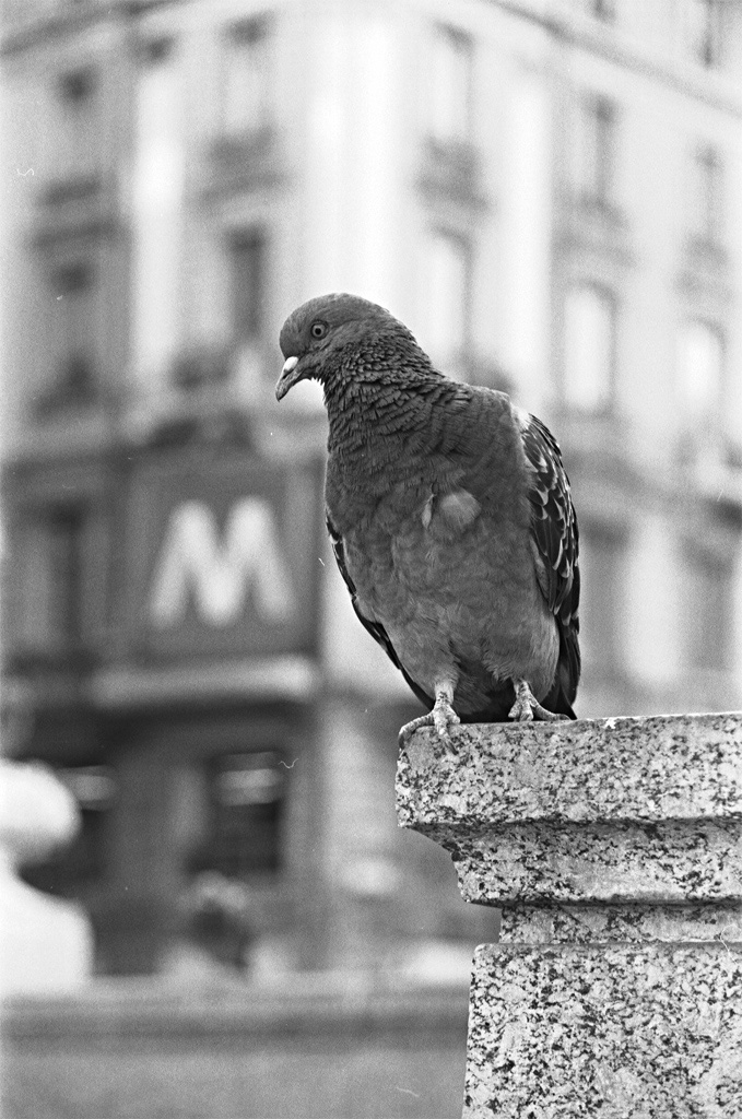 "Metropolitan" bird