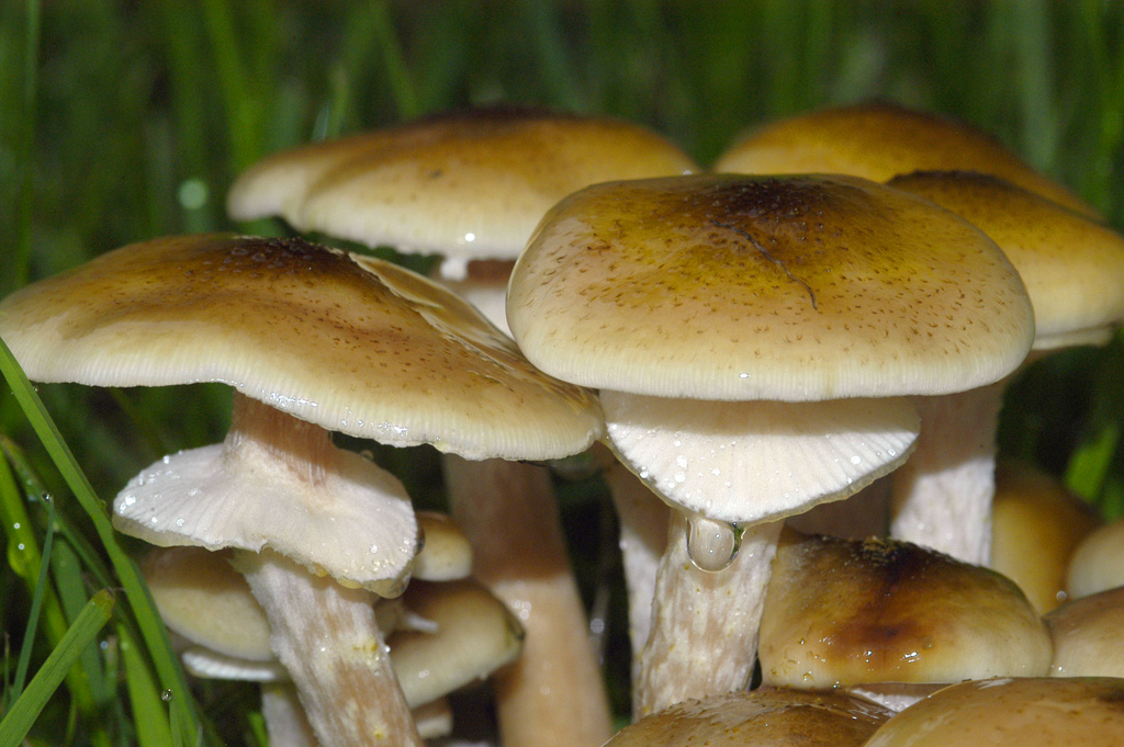 Funghi